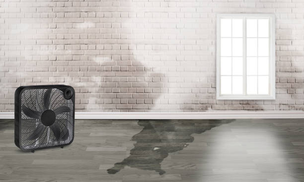 Best Water damage restoration specialists  in Minnehaha, WA